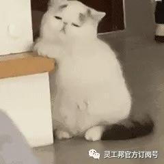 亚洲杯竞猜app